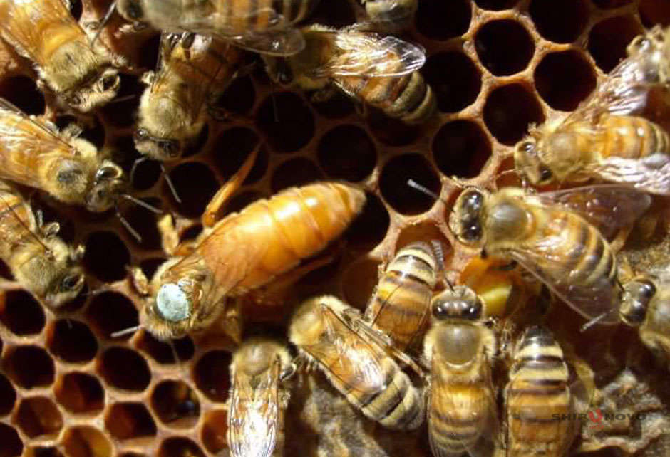 Куплю пчелосемьи на высадку
