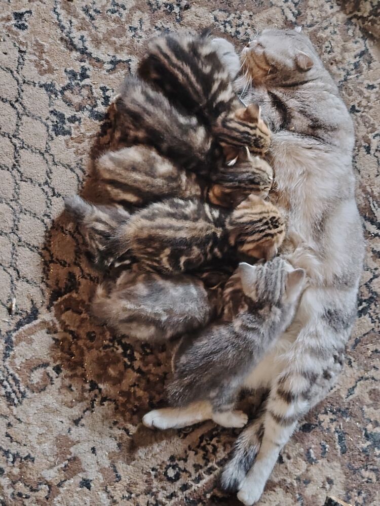 Продам шотландских котодеток