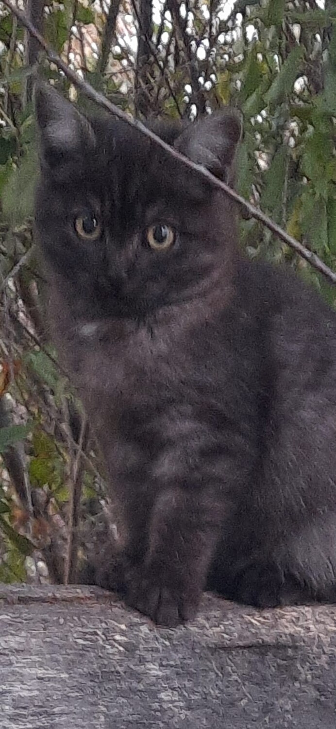 Отдадим котёнка в добрые руки