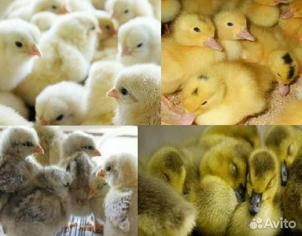 Принимаем заявки на птицу