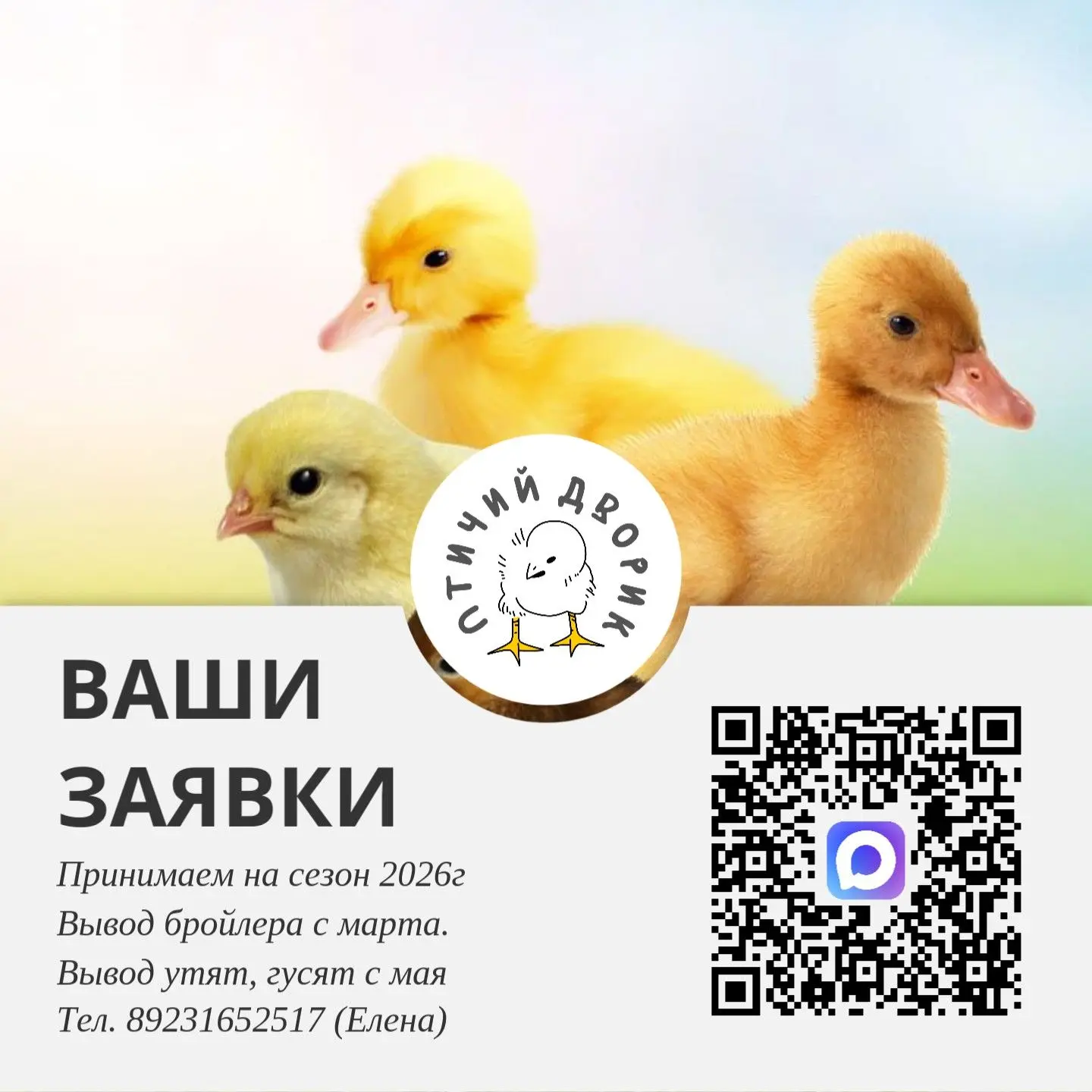Цыплята: курей, бройлеров, утят, гусят, индоутят. Принимаем заявки