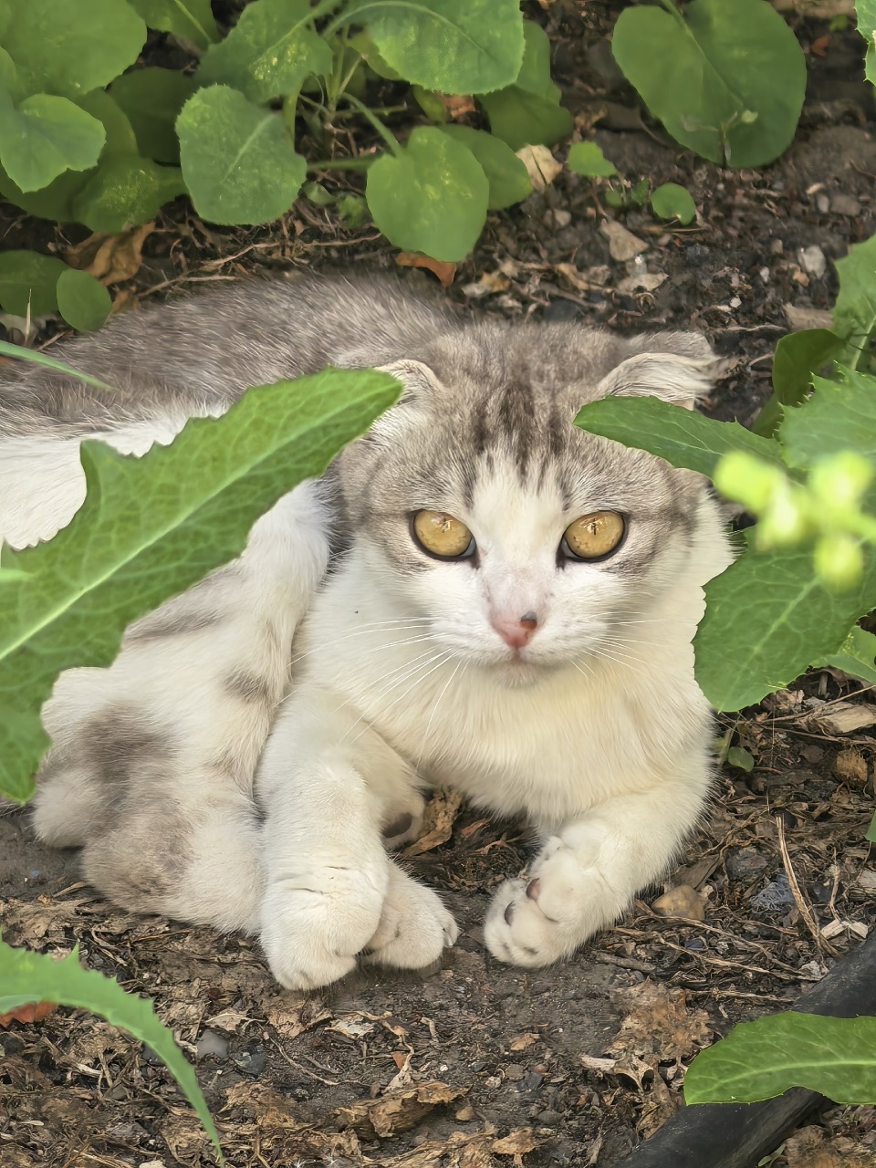 Кошечка Майло ищет дом