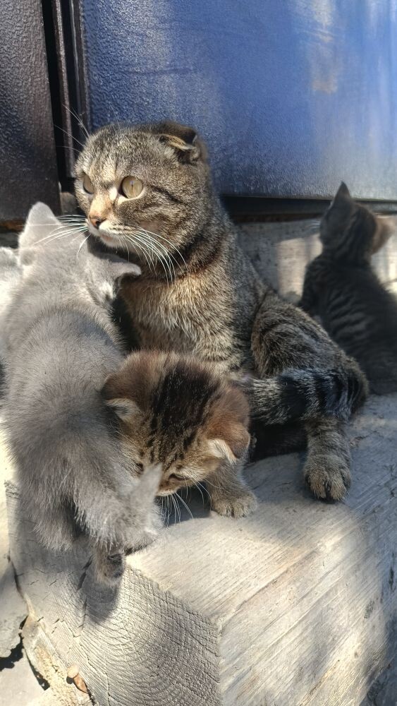 Отдам котят. (1мес.) кушают всё, к лотку приучены.