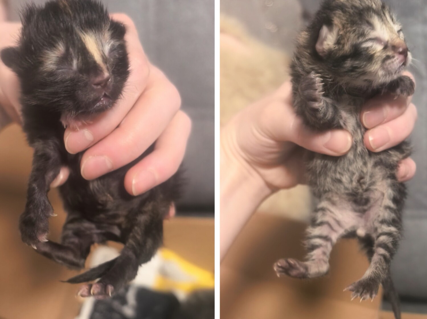 Котята ищут дом