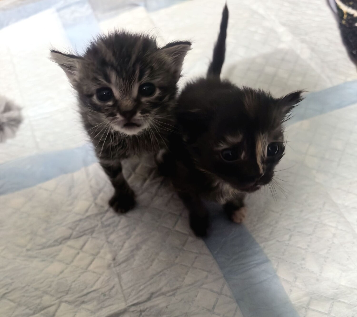 Отдам Котят