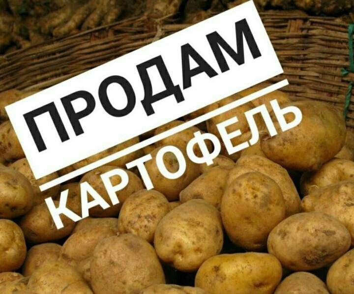 Продажа картофеля