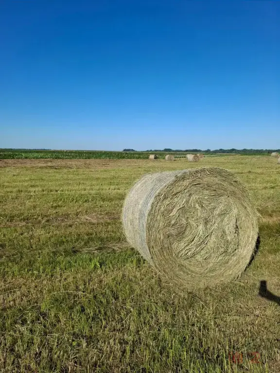 Продам сено. Есть доставка