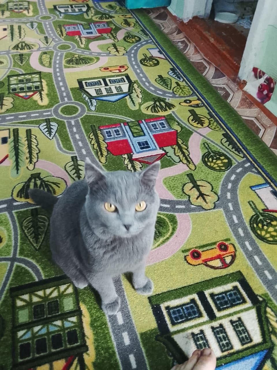 Домашний кот